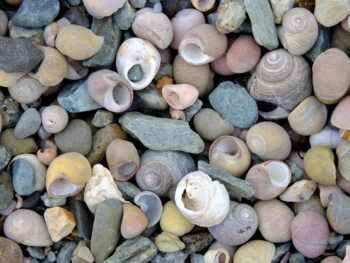 pebbles on a beach